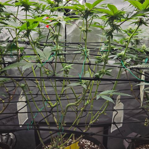 Kosher Kush growlog timeline photo