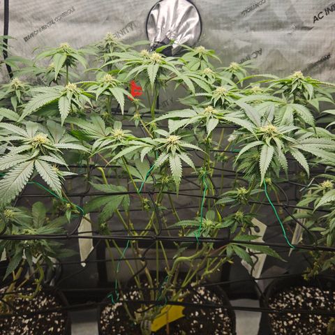 Kosher Kush growlog timeline photo