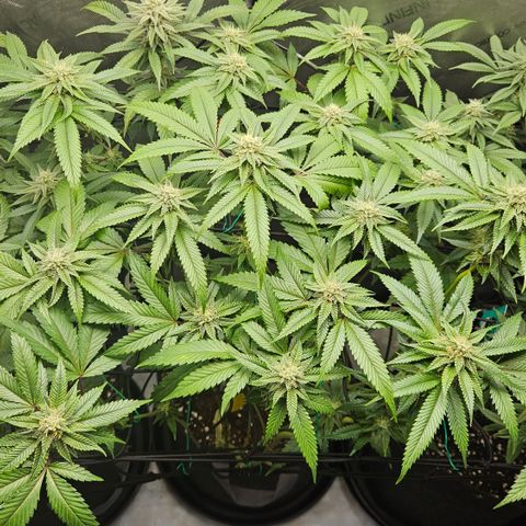 Kosher Kush growlog timeline photo