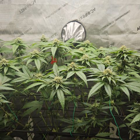 Kosher Kush growlog timeline photo
