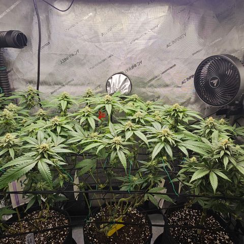 Kosher Kush growlog timeline photo