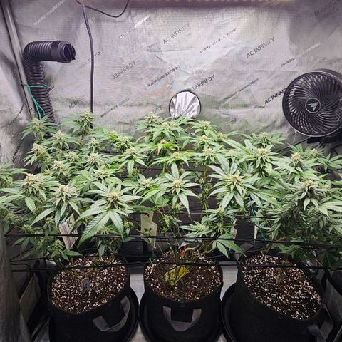 Kosher Kush growlog timeline photo