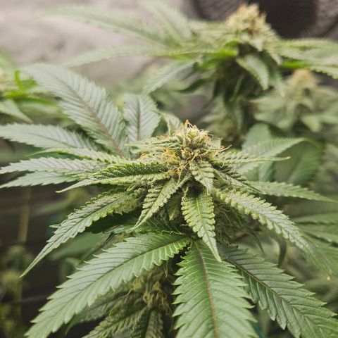 Kosher Kush growlog timeline photo