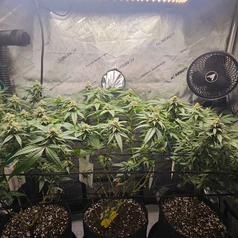 Kosher Kush growlog timeline photo