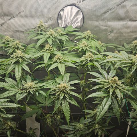 Kosher Kush growlog timeline photo