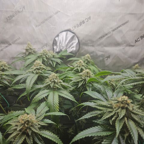 Kosher Kush growlog timeline photo