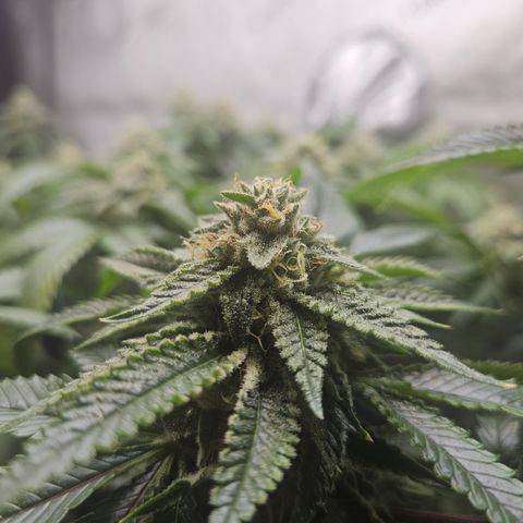 Kosher Kush growlog timeline photo