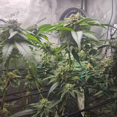 Kosher Kush growlog timeline photo