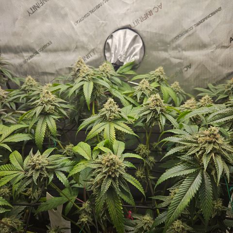 Kosher Kush growlog timeline photo