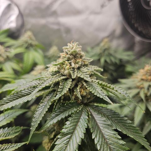 Kosher Kush growlog timeline photo