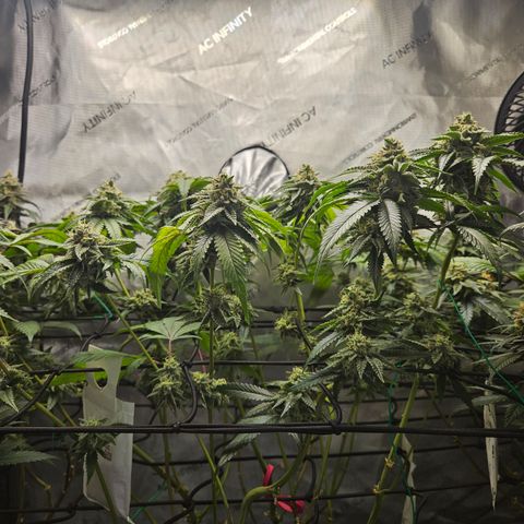 Kosher Kush growlog timeline photo