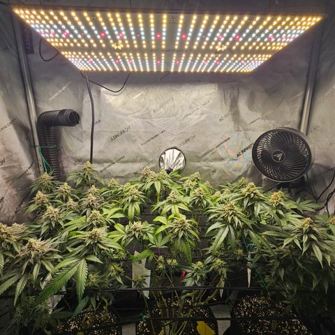 Kosher Kush growlog timeline photo