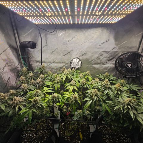 Kosher Kush growlog timeline photo