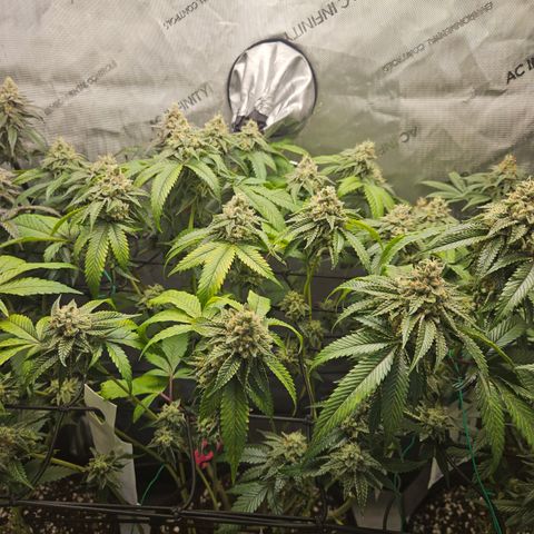 Kosher Kush growlog timeline photo