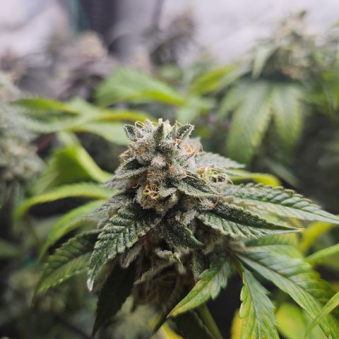 Kosher Kush growlog timeline photo