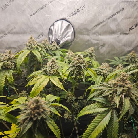 Kosher Kush growlog timeline photo