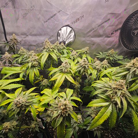 Kosher Kush growlog timeline photo