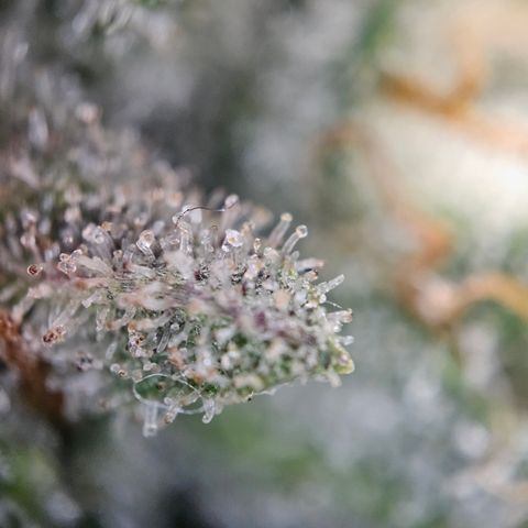 Kosher Kush growlog timeline photo