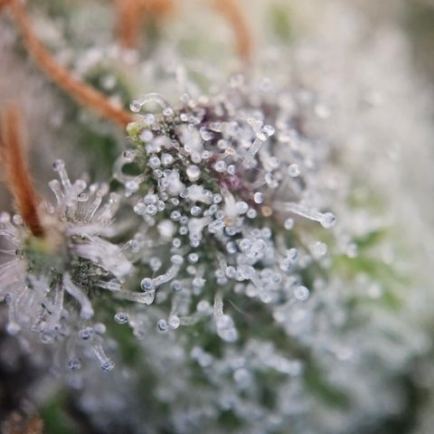 Kosher Kush growlog timeline photo