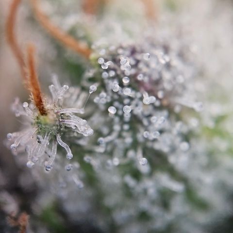 Kosher Kush growlog timeline photo