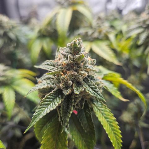 Kosher Kush growlog timeline photo