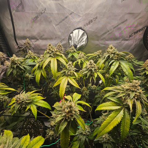 Kosher Kush growlog timeline photo