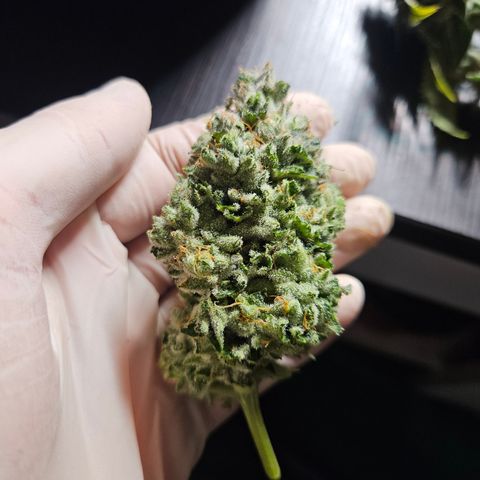Kosher Kush growlog timeline photo