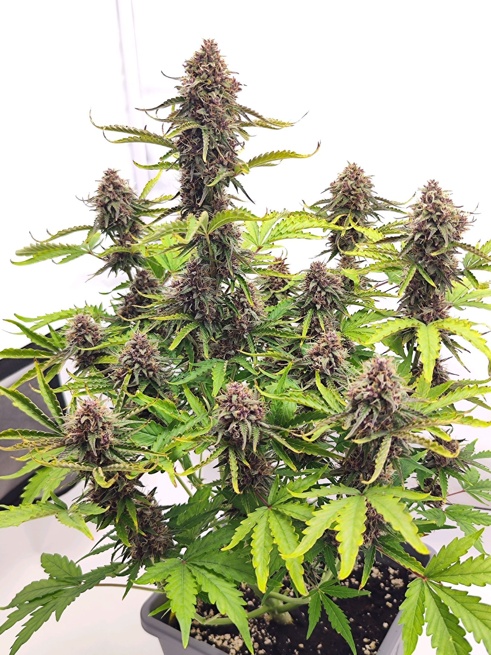 Green Gelato Auto🌬️💚 growlog header