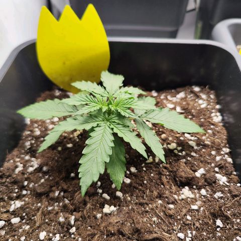 Quick One  #1 🚀 growlog timeline photo