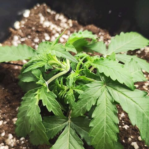 Quick One  #1 🚀 growlog photo: LST