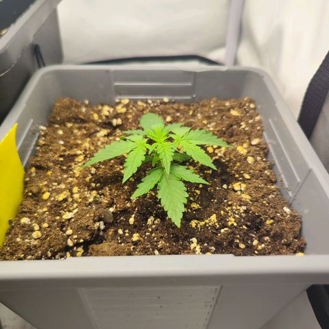 Green Gelato Auto🌬️💚 growlog photo