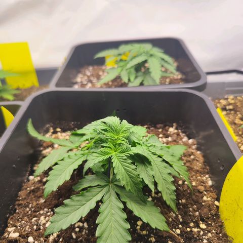 Quick One  #2 🚀 growlog timeline photo