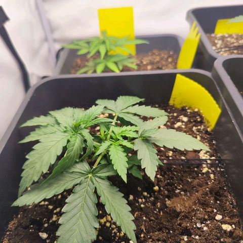 Special Queen #1 👑 growlog timeline photo