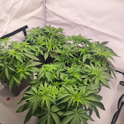 Green Gelato Auto🌬️💚 growlog photo