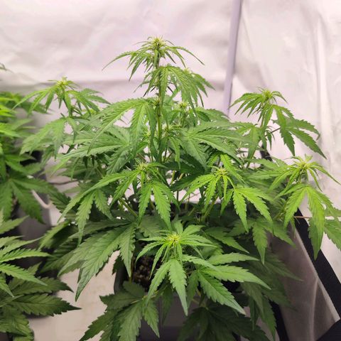 Green Gelato Auto🌬️💚 growlog photo