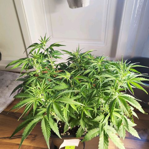 Special Queen #1 👑 growlog timeline photo