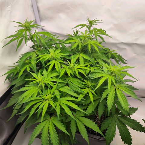 Quick One  #1 🚀 growlog timeline photo