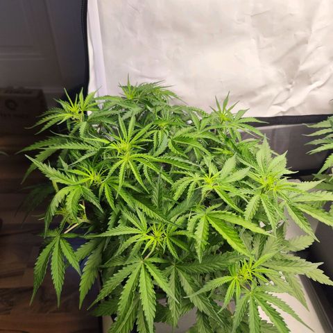 Quick One  #2 🚀 growlog timeline photo