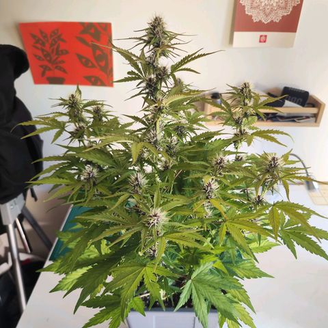 Green Gelato Auto🌬️💚 growlog photo