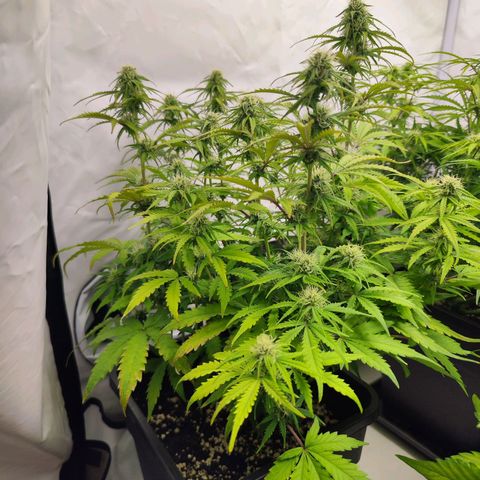 Quick One  #1 🚀 growlog photo: Blätter entfernt 