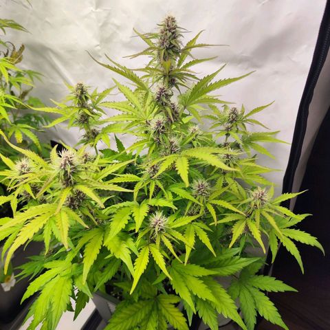 Green Gelato Auto🌬️💚 growlog timeline photo