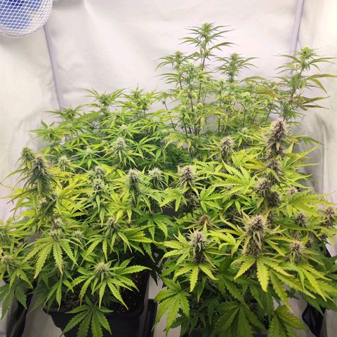 Green Gelato Auto🌬️💚 growlog timeline photo