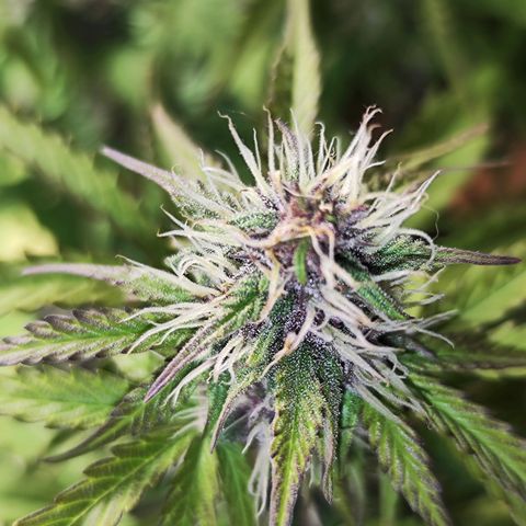 Green Gelato Auto🌬️💚 growlog timeline photo
