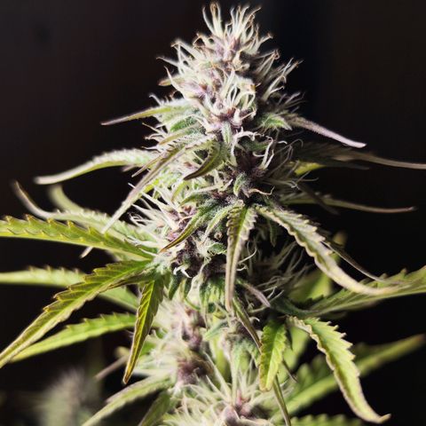Green Gelato Auto🌬️💚 growlog timeline photo