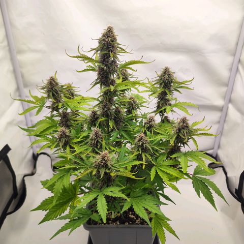 Green Gelato Auto🌬️💚 growlog timeline photo