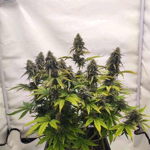 Quick One  #1 🚀 growlog timeline photo