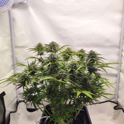 Quick One  #2 🚀 growlog timeline photo