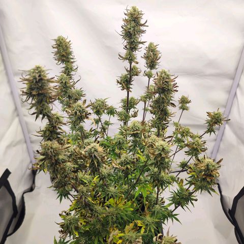 Special Queen #1 👑 growlog timeline photo