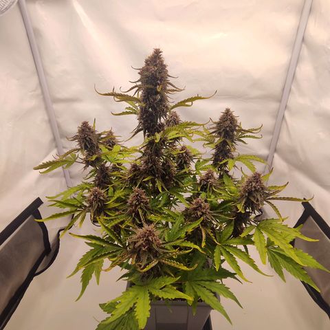 Green Gelato Auto🌬️💚 growlog timeline photo