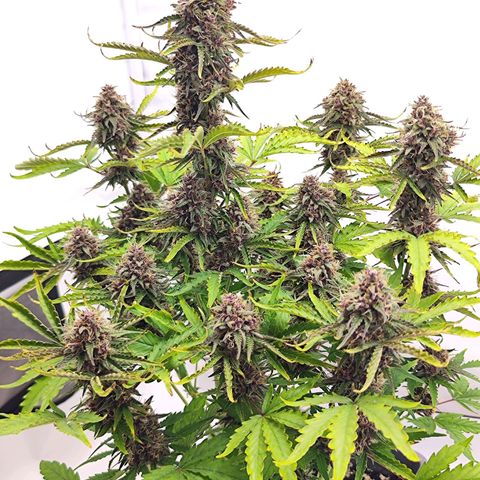 Green Gelato Auto🌬️💚 growlog timeline photo